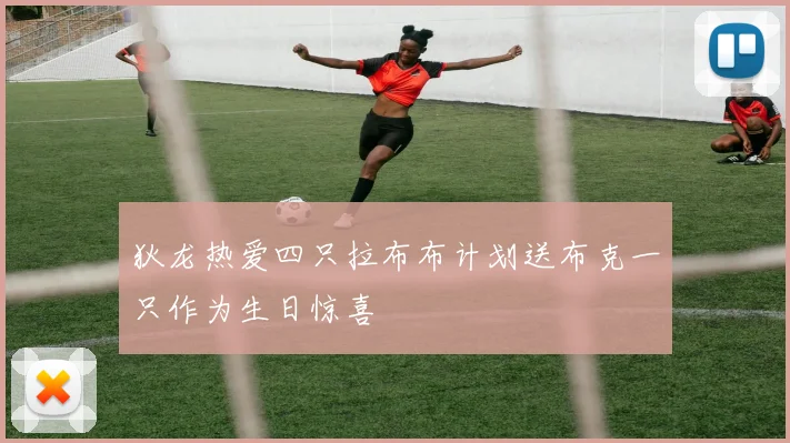 狄龙热爱四只拉布布计划送布克一只作为生日惊喜